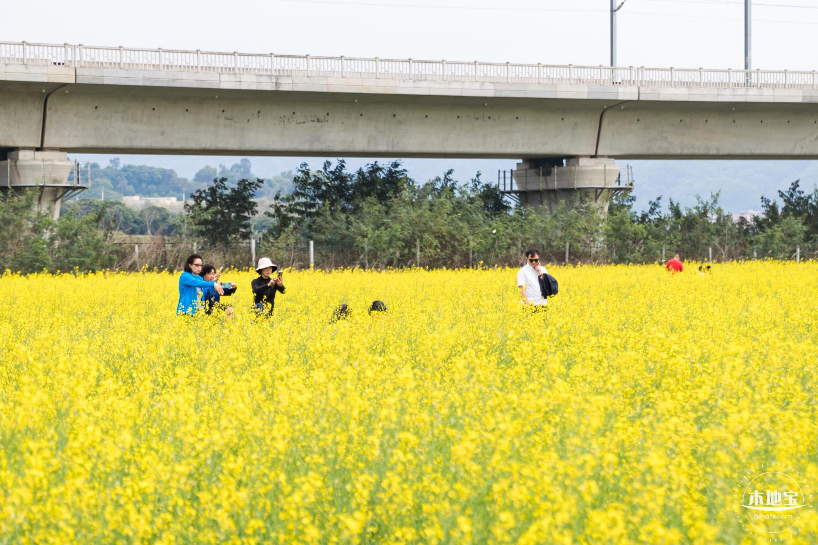 光明油菜花