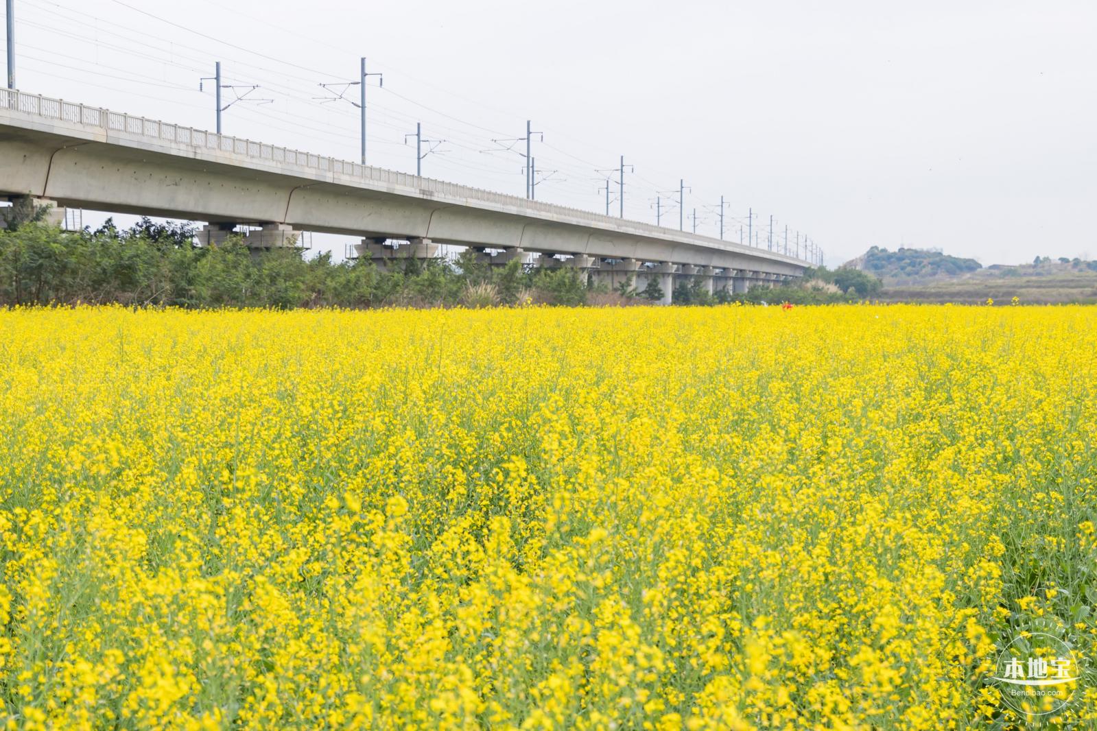 光明油菜花