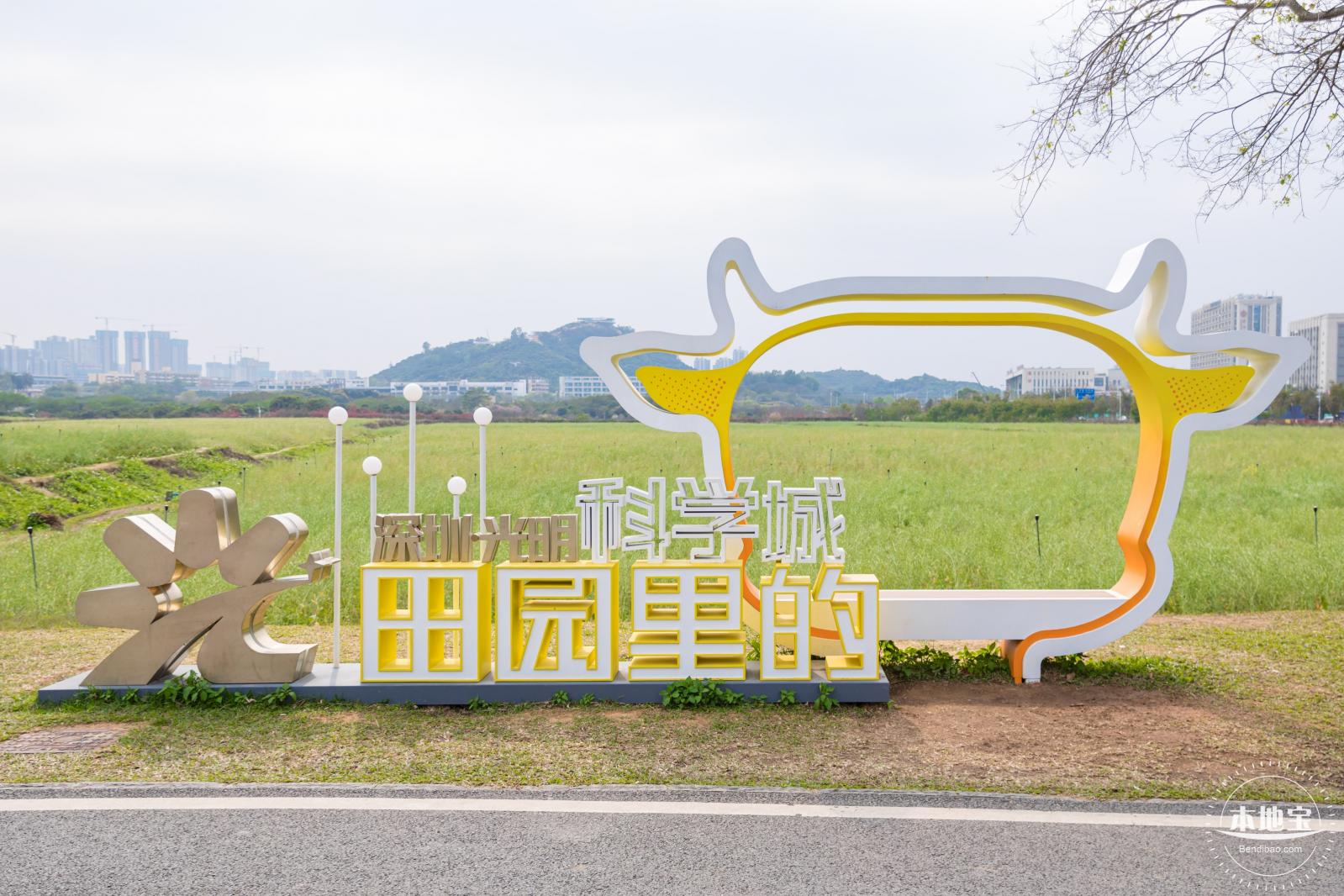 光明油菜花
