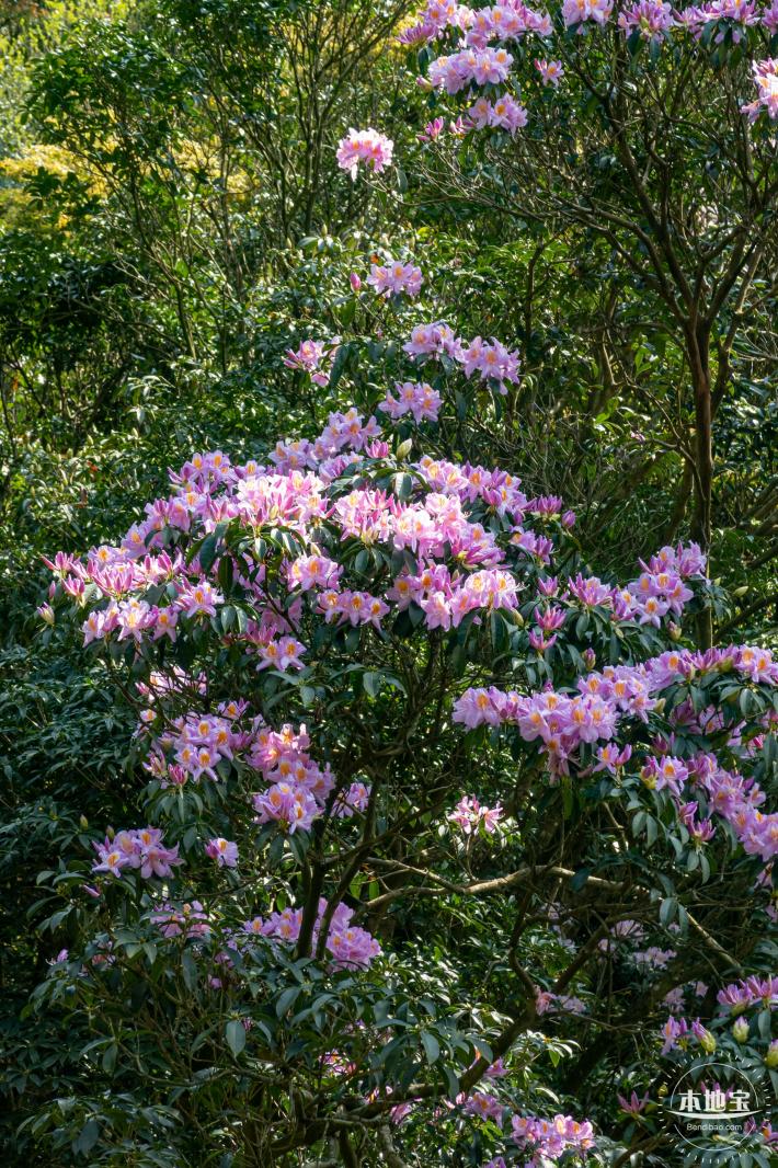 梧桐山毛棉杜鹃花会