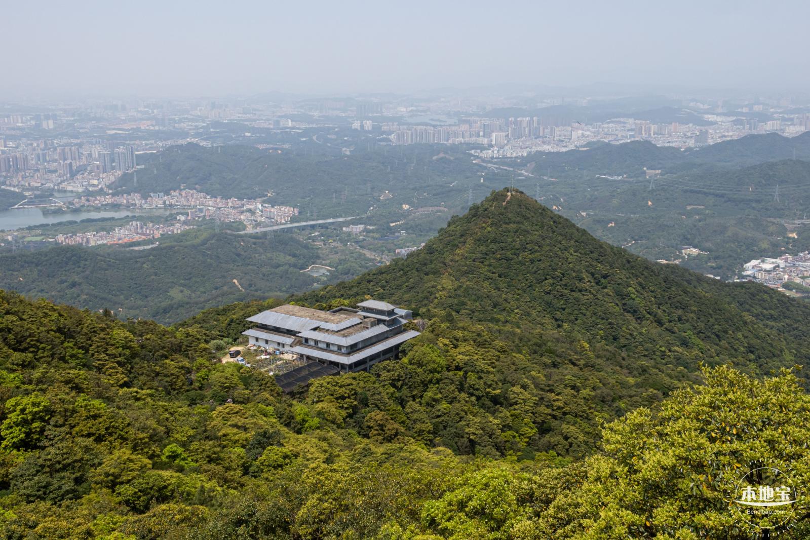 梧桐山毛棉杜鹃花会