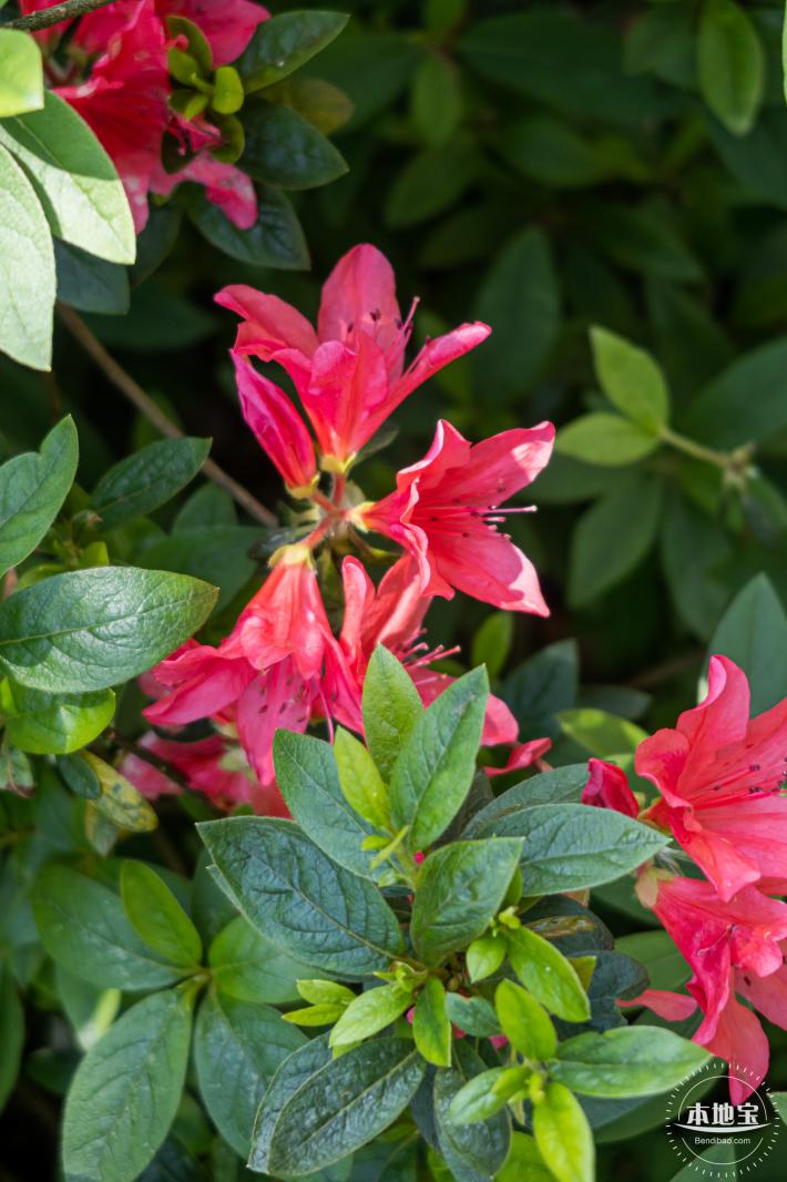 梧桐山毛棉杜鹃花会