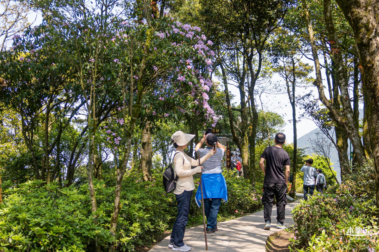 梧桐山毛棉杜鹃花会