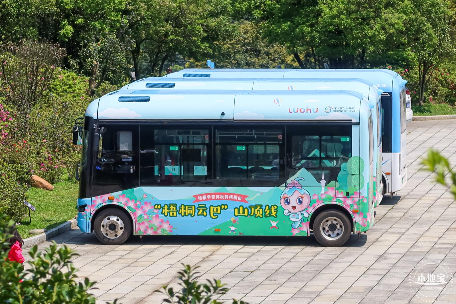 梧桐山毛棉杜鹃花会