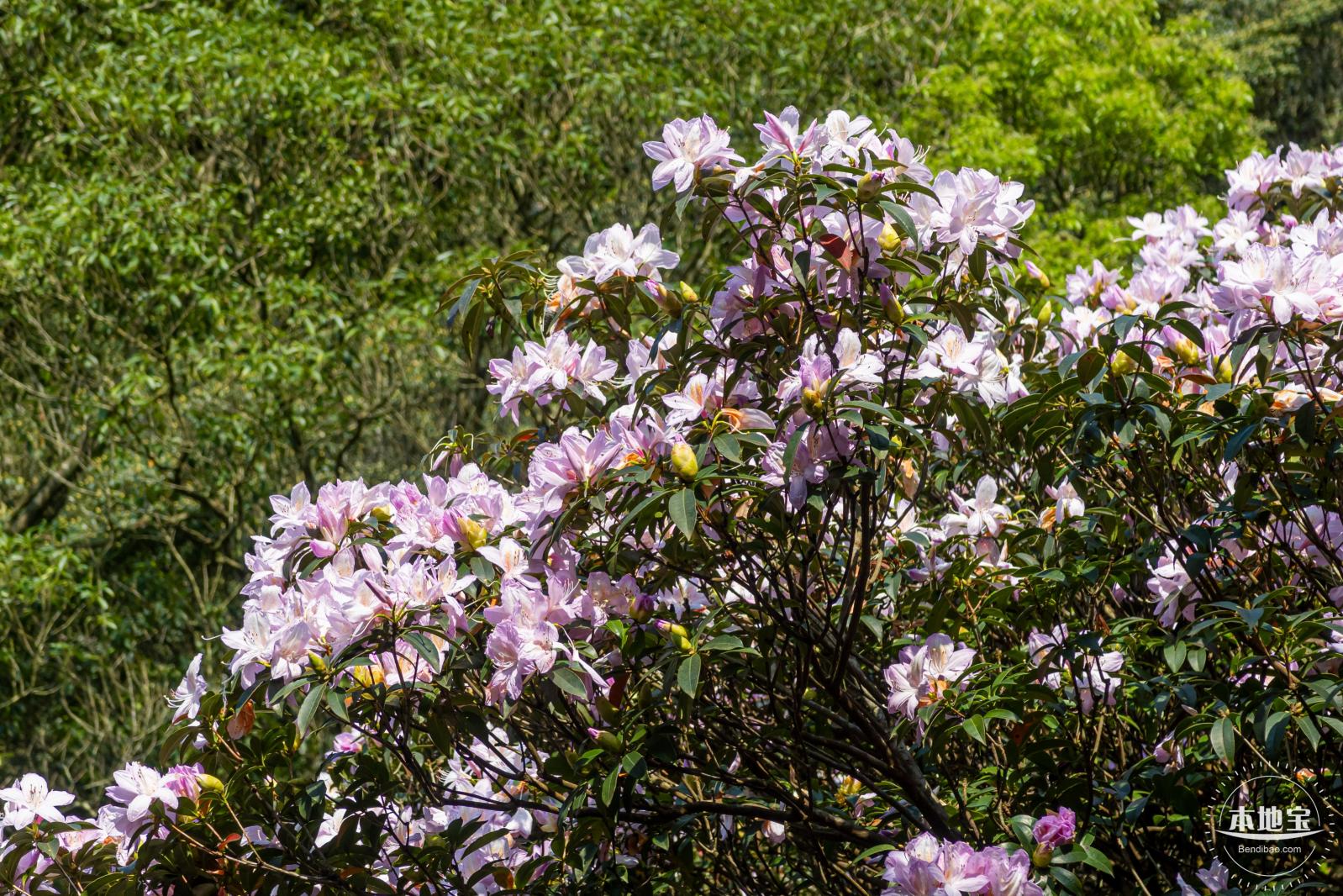 梧桐山毛棉杜鹃花会