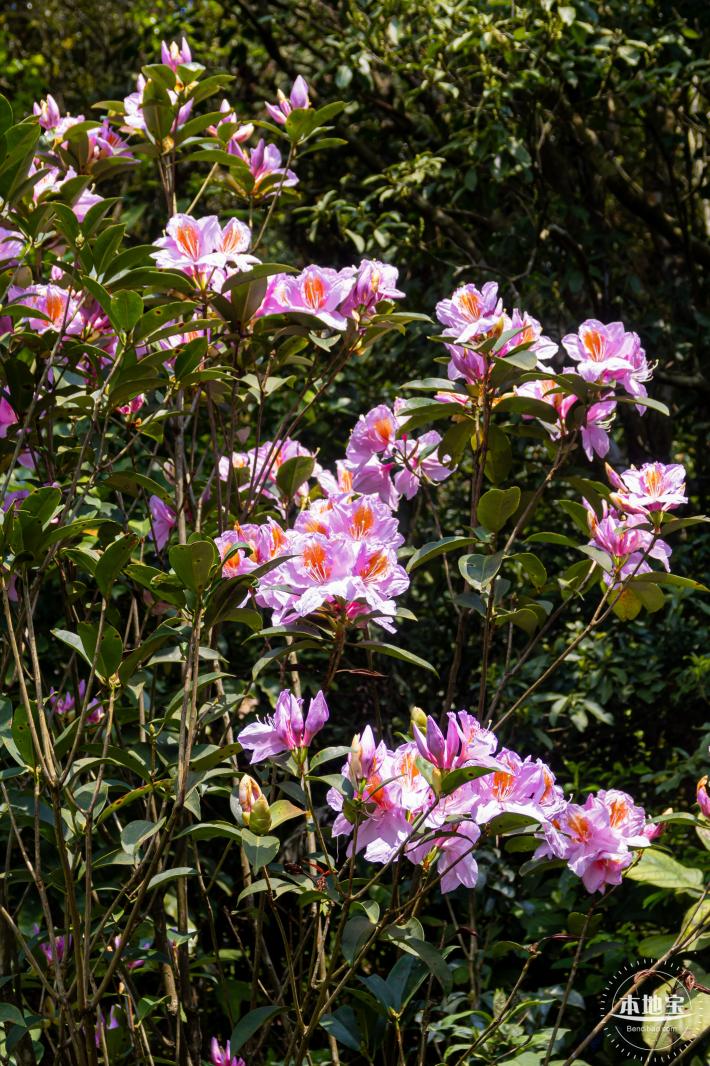 梧桐山毛棉杜鹃花会
