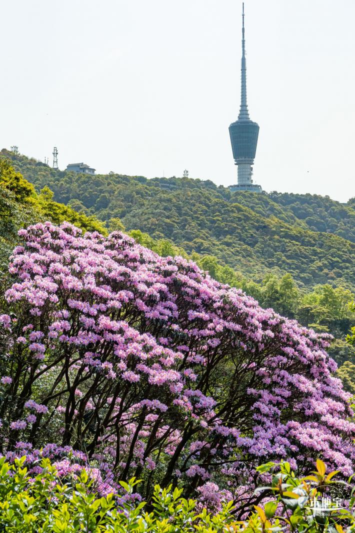 梧桐山毛棉杜鹃花会