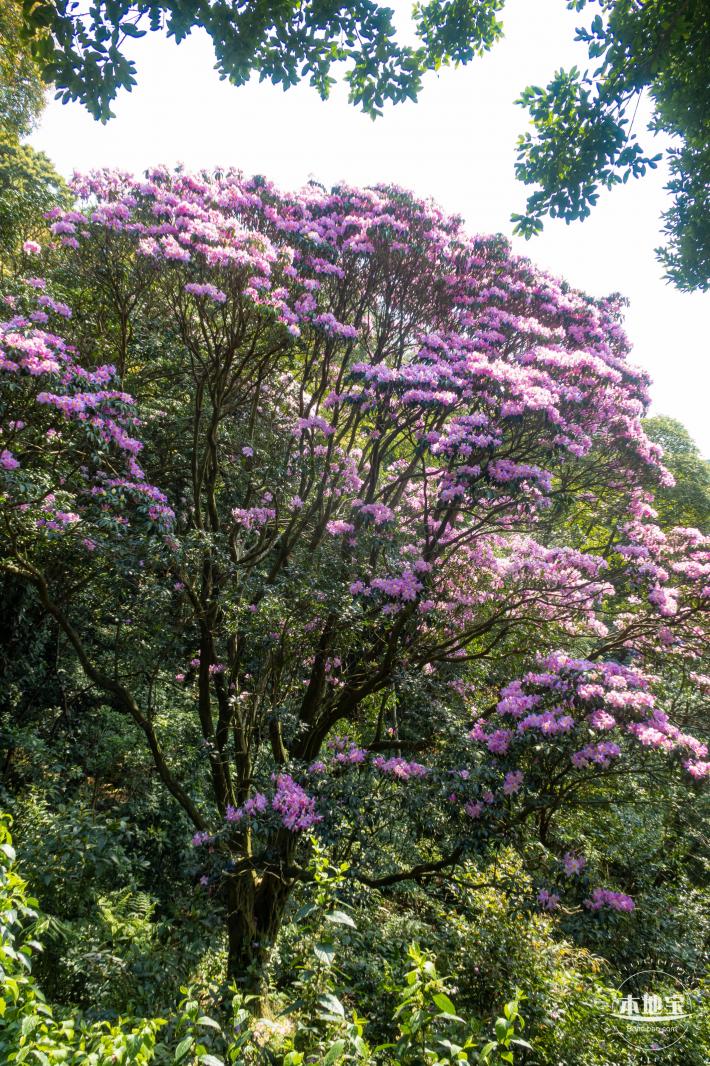 梧桐山毛棉杜鹃花会