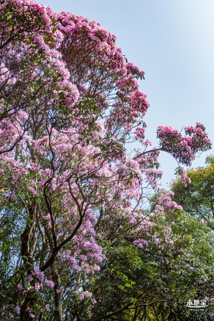 梧桐山毛棉杜鹃花会