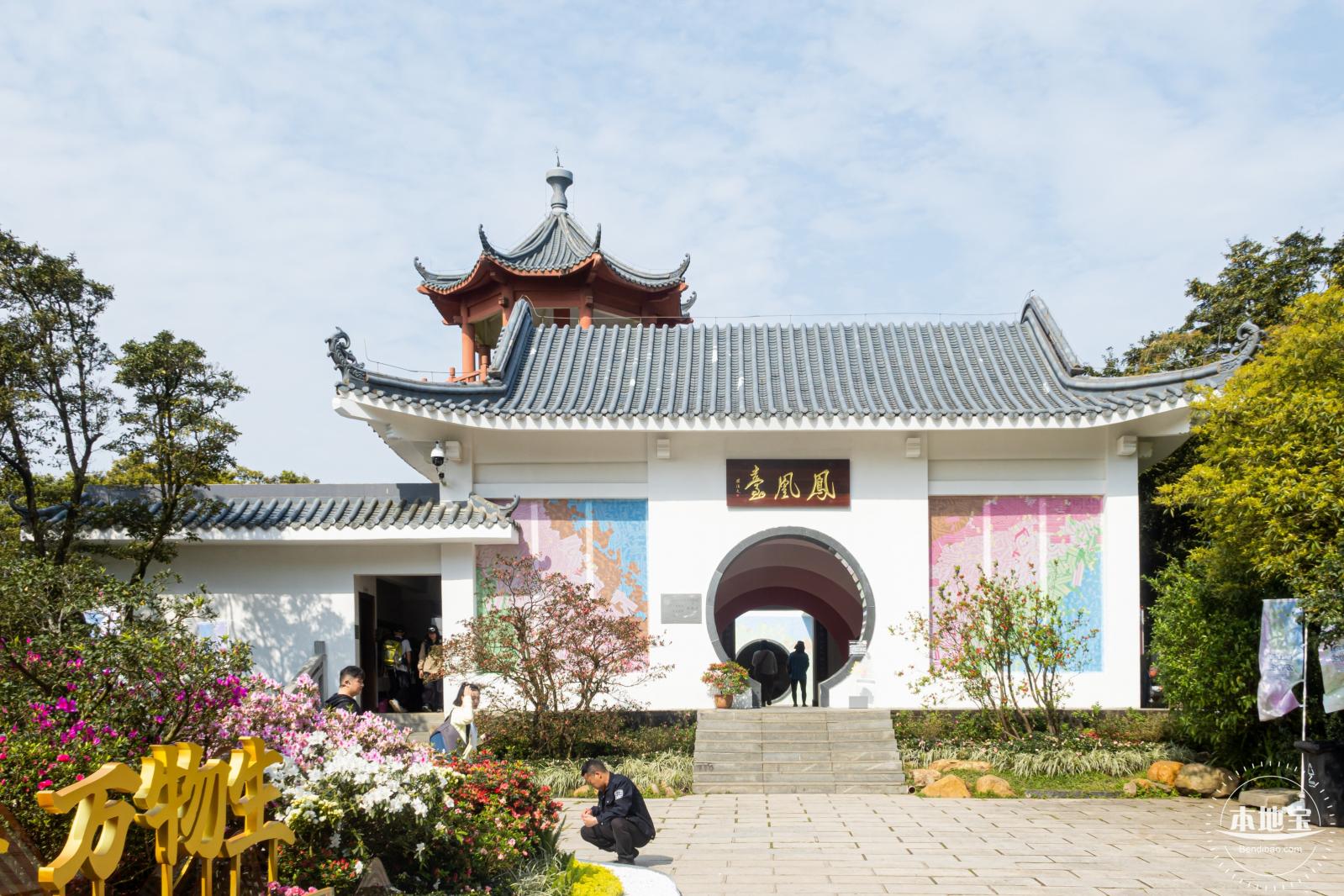 梧桐山毛棉杜鹃花会