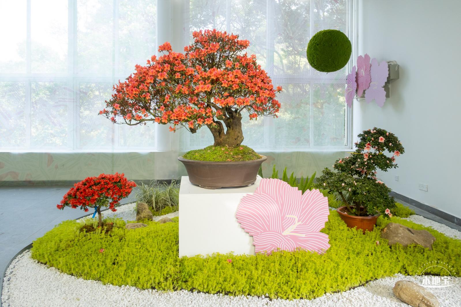 梧桐山毛棉杜鹃花会