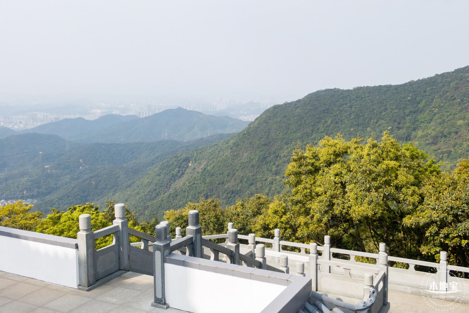 梧桐山毛棉杜鹃花会