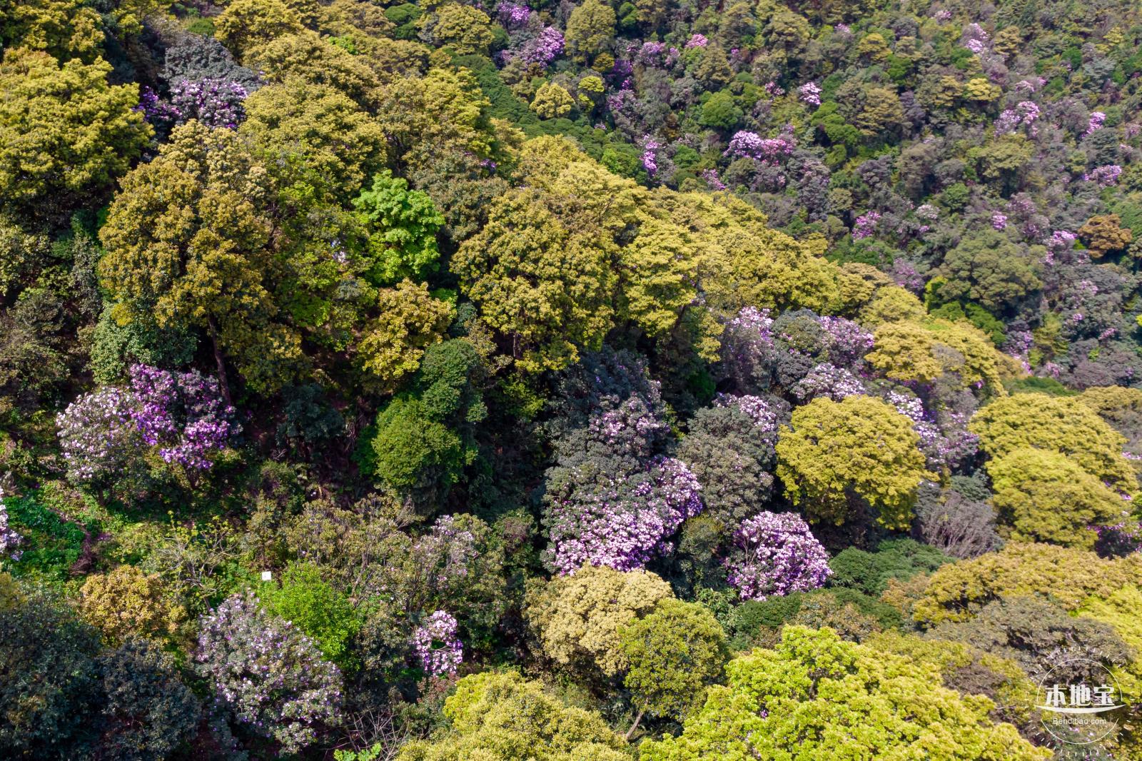 梧桐山毛棉杜鹃花会