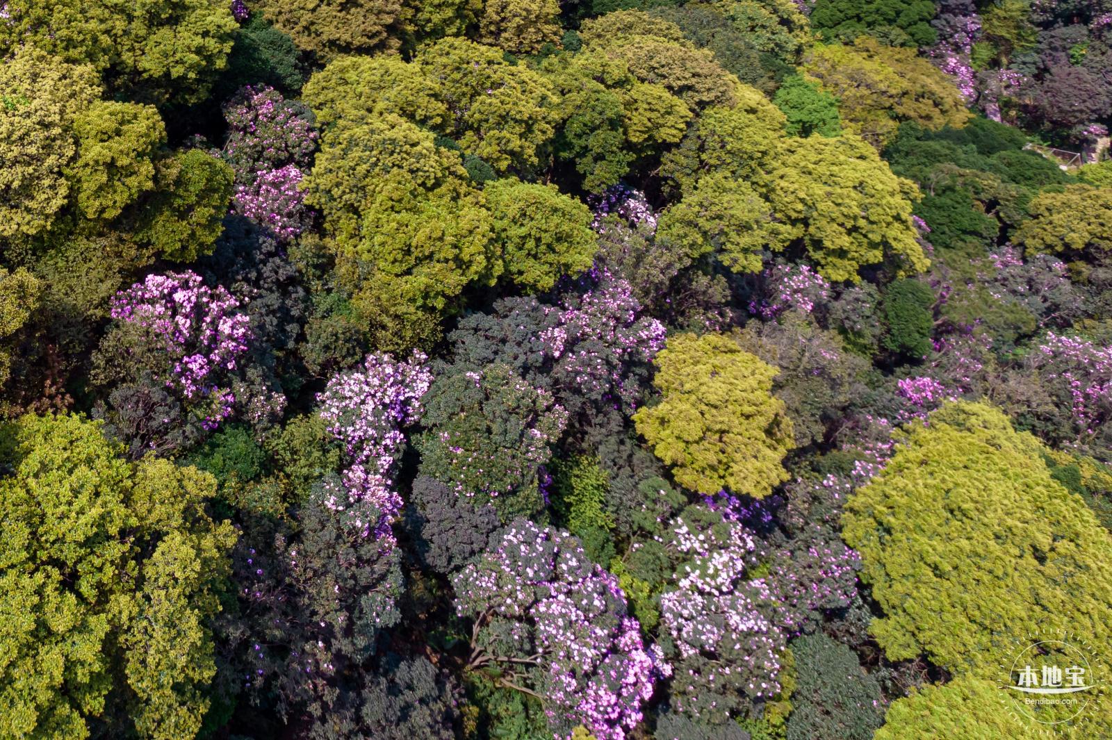 梧桐山毛棉杜鹃花会