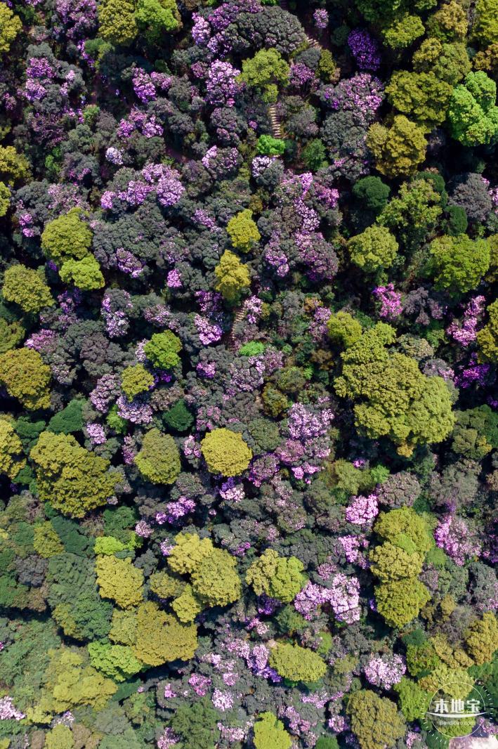 梧桐山毛棉杜鹃花会