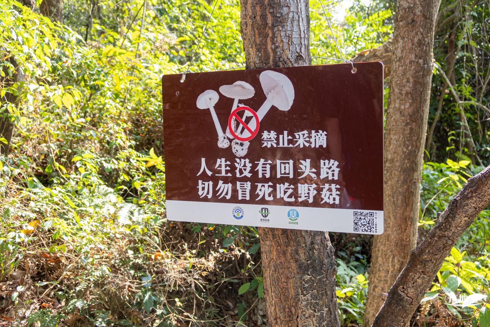 梧桐山毛棉杜鹃花会