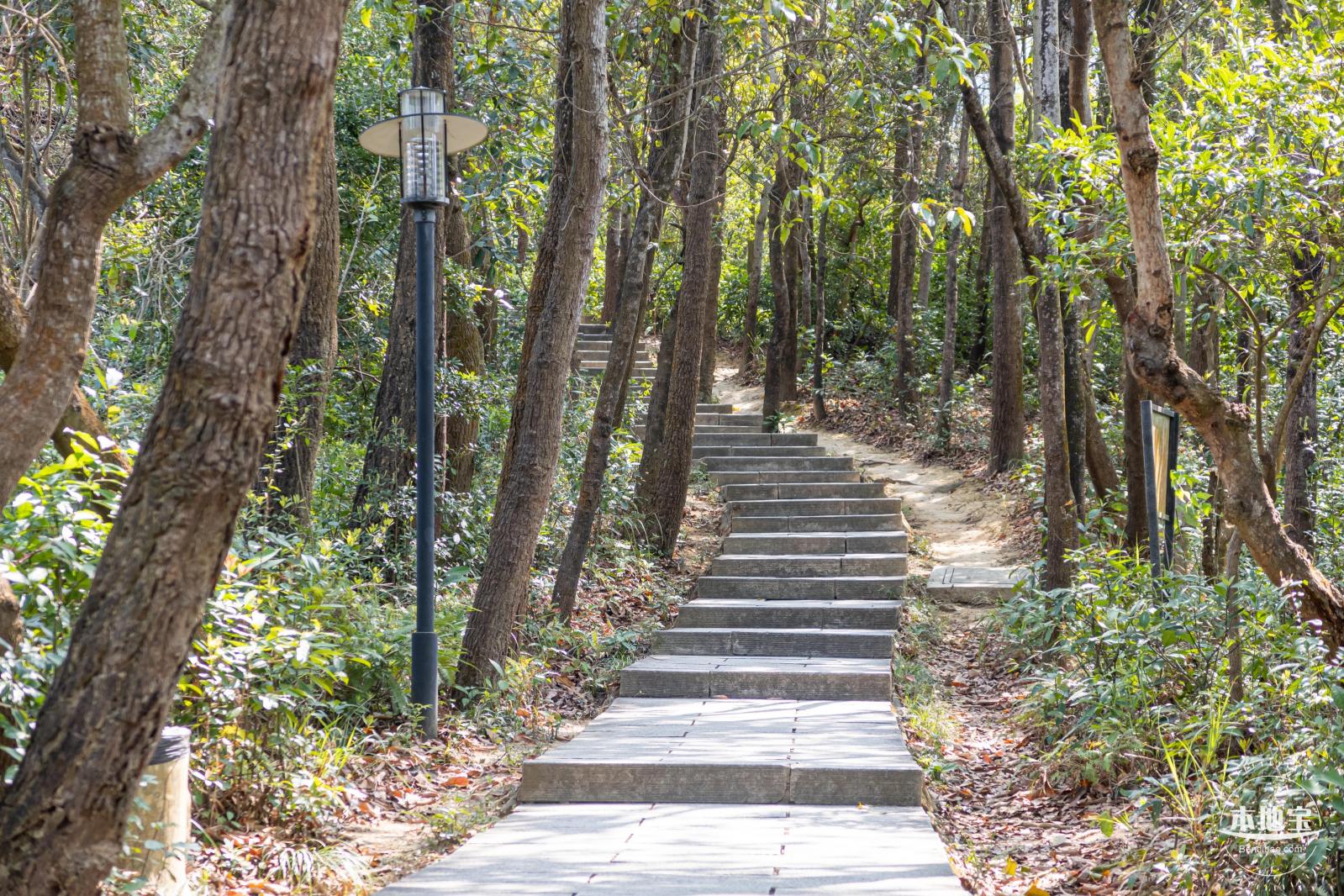 梧桐山毛棉杜鹃花会