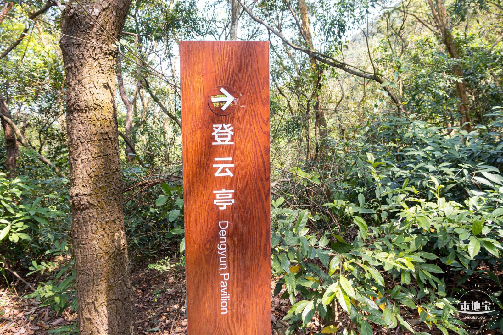 梧桐山毛棉杜鹃花会
