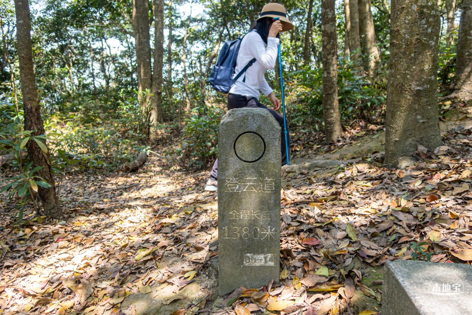 梧桐山毛棉杜鹃花会