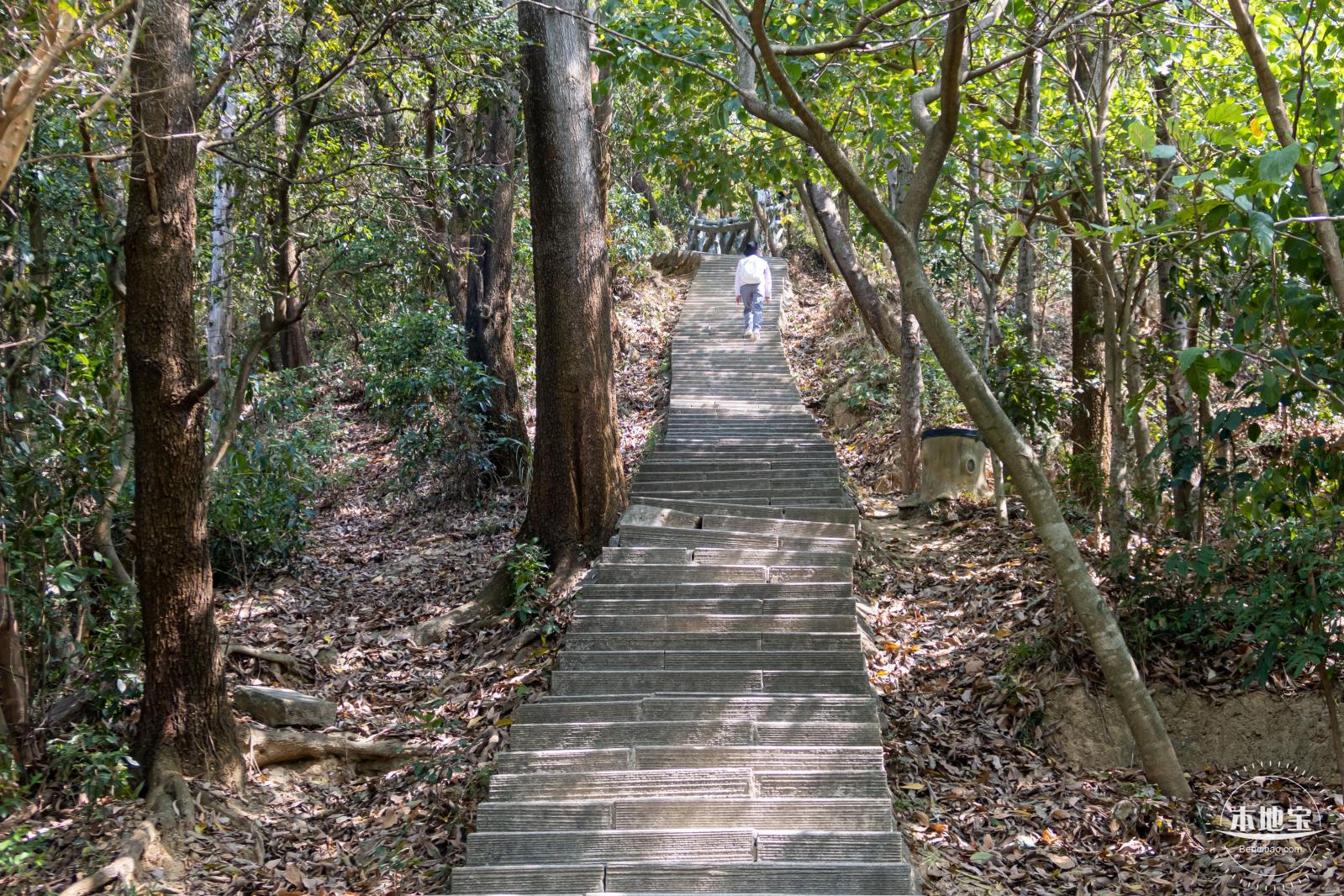 梧桐山毛棉杜鹃花会