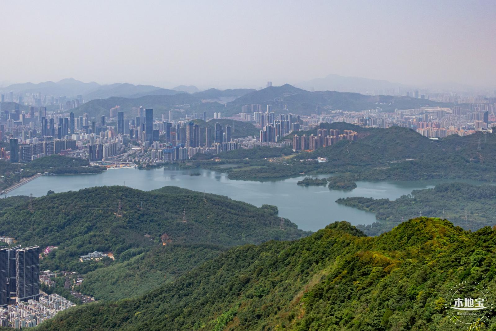 梧桐山毛棉杜鹃花会