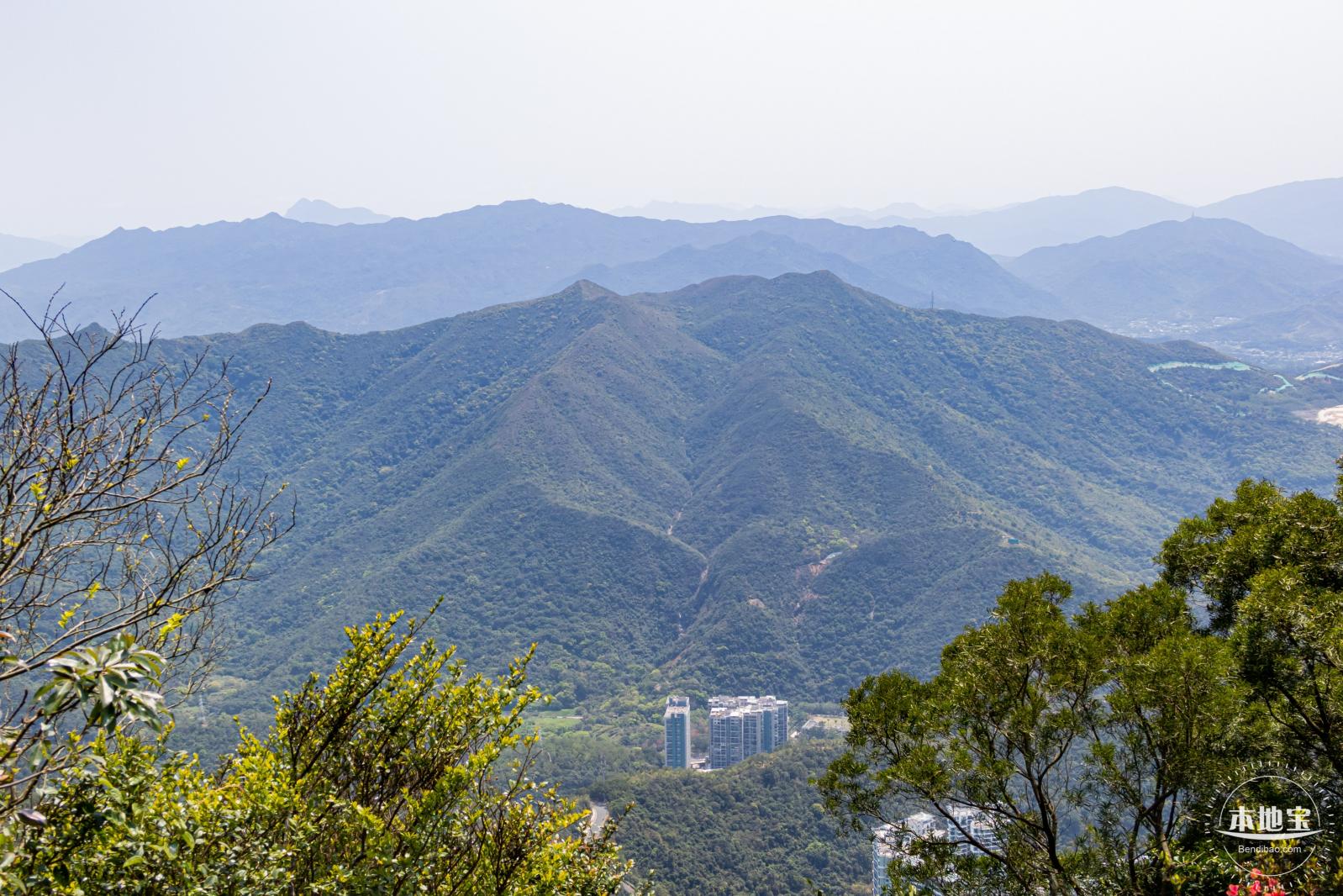 梧桐山毛棉杜鹃花会