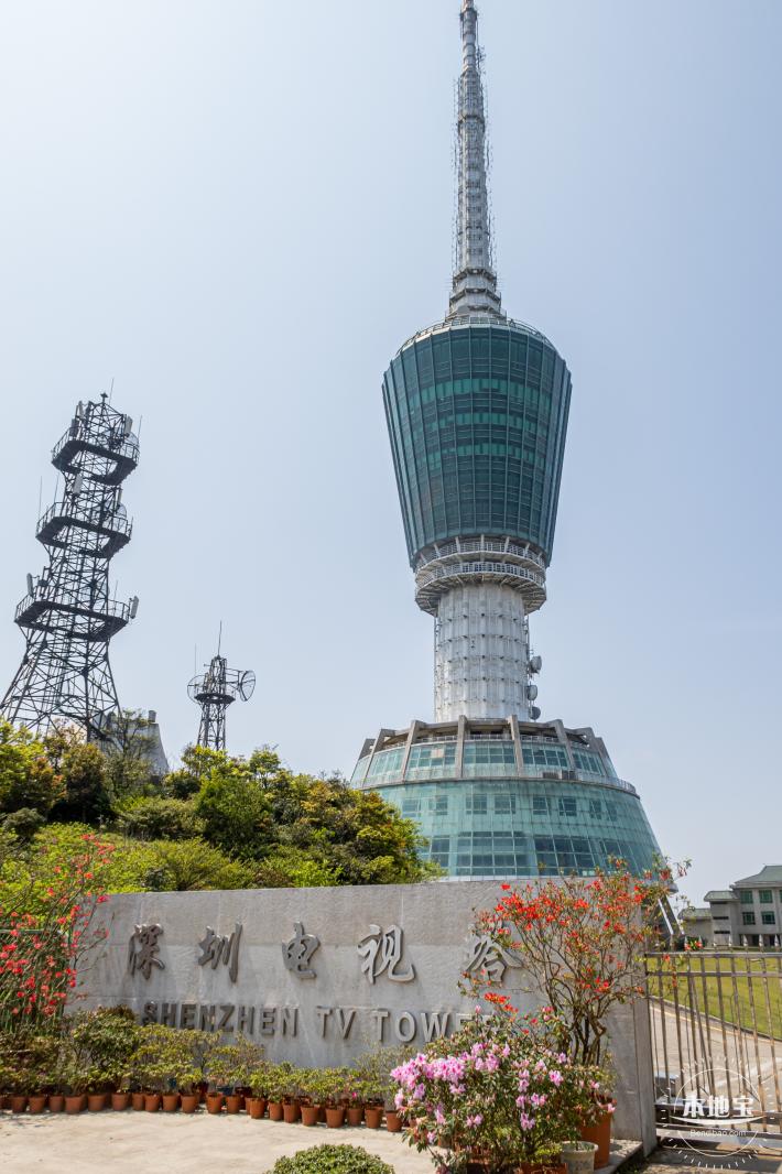 梧桐山毛棉杜鹃花会