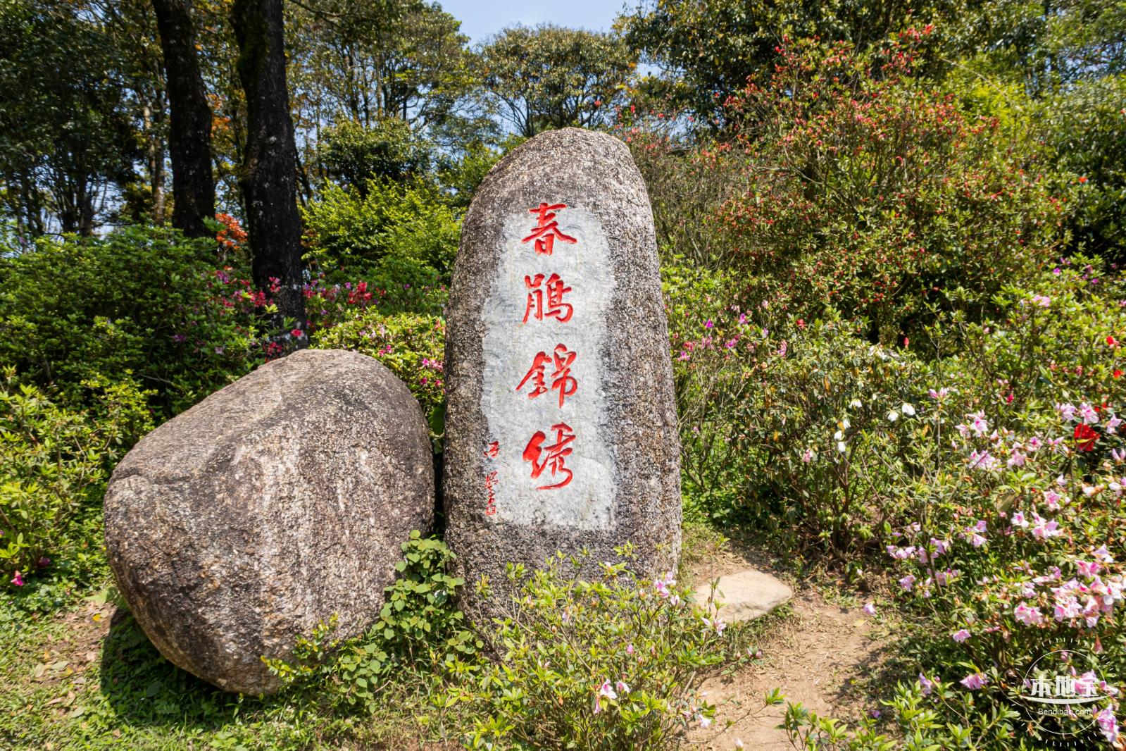 梧桐山毛棉杜鹃花会