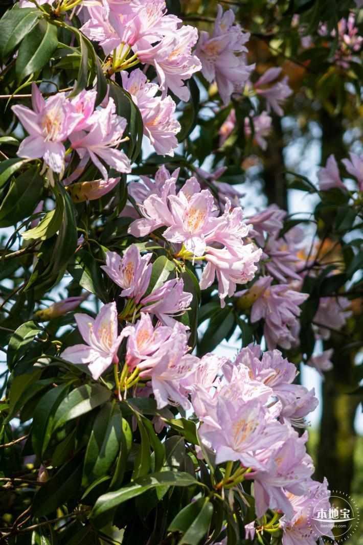 梧桐山毛棉杜鹃花会