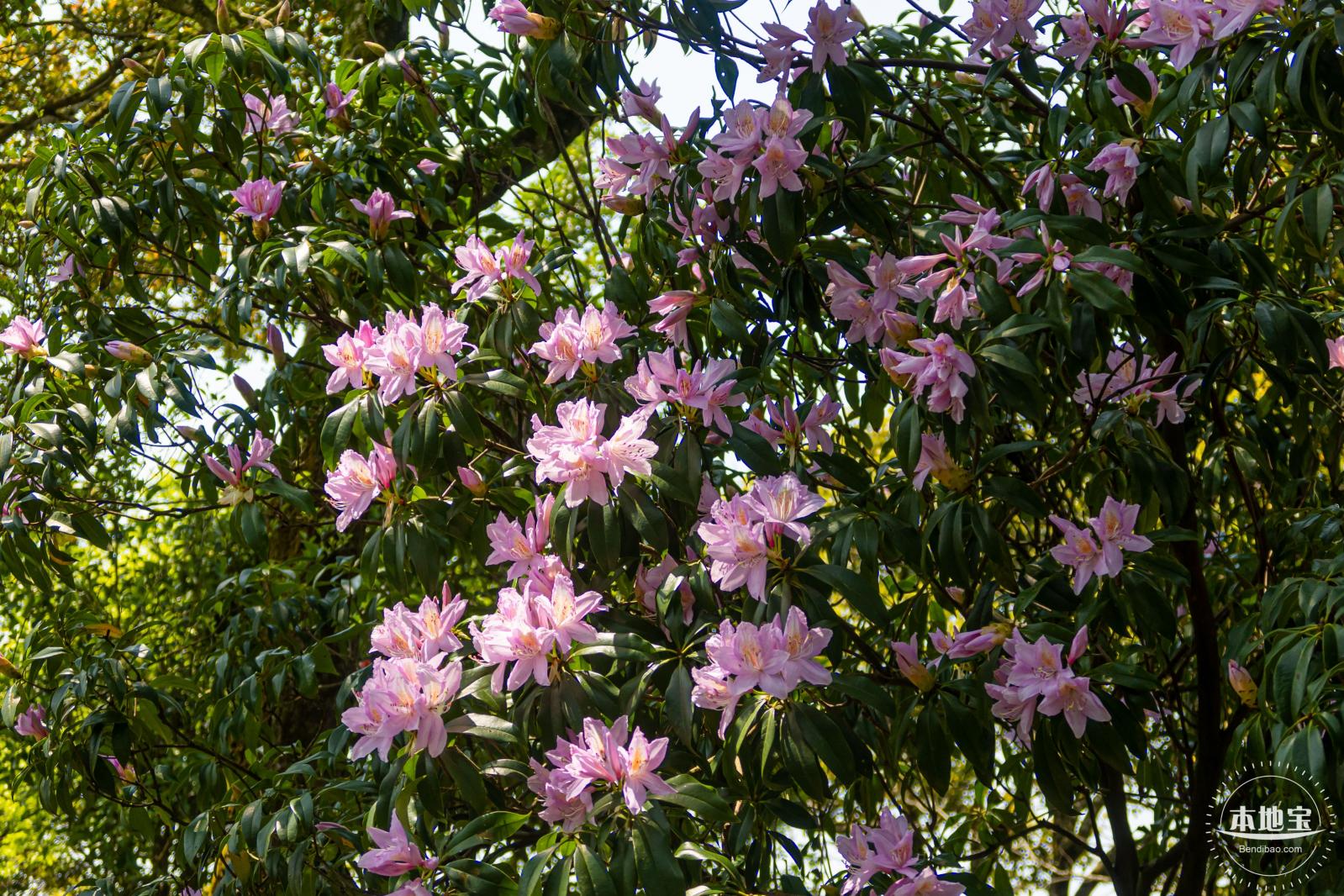 梧桐山毛棉杜鹃花会