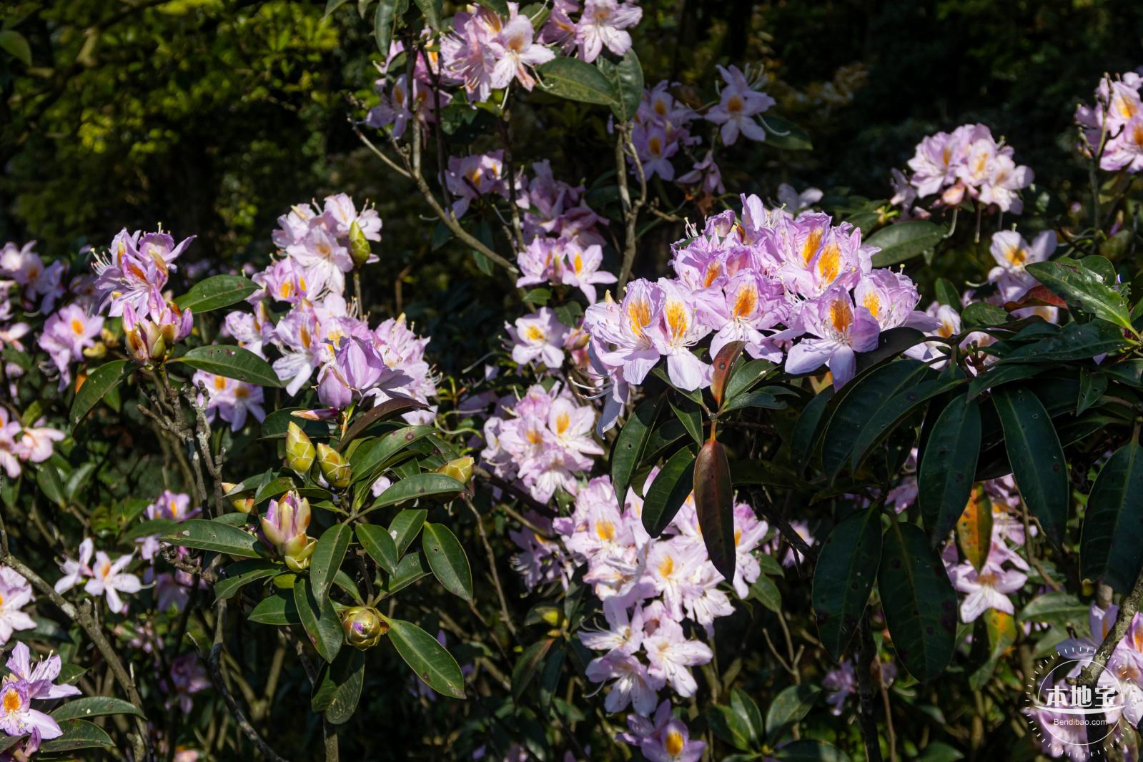 梧桐山毛棉杜鹃花会