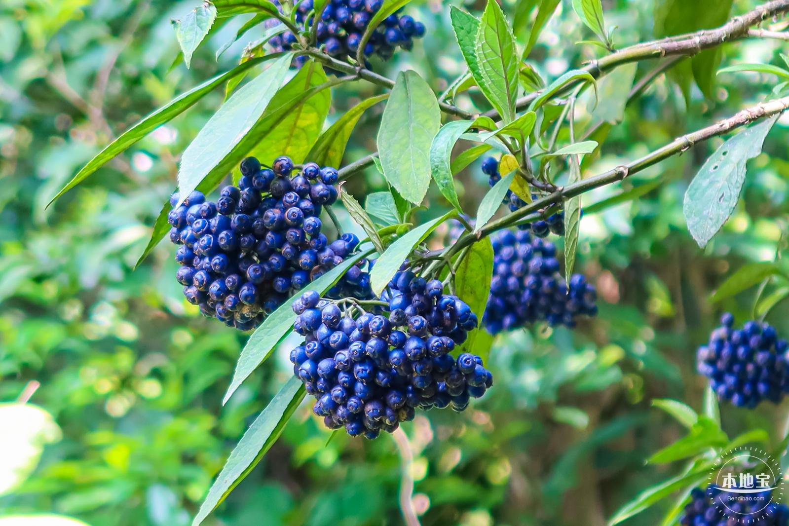 梧桐山毛棉杜鹃花会