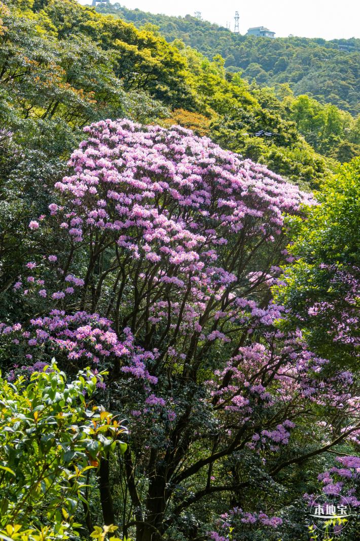 梧桐山毛棉杜鹃花会