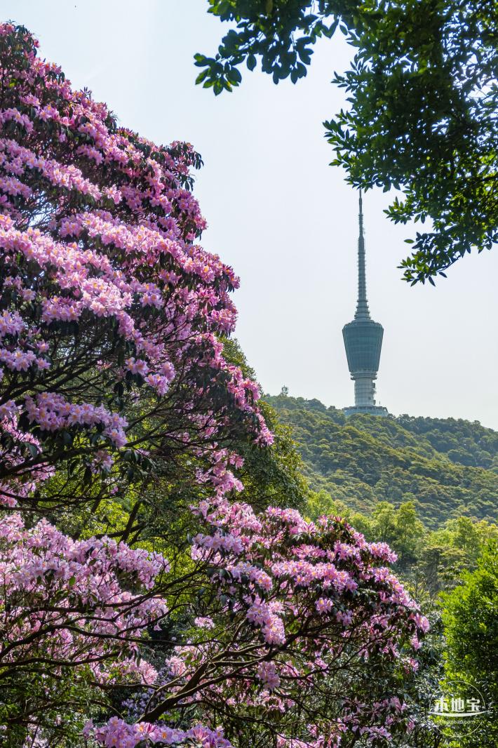 梧桐山毛棉杜鹃花会