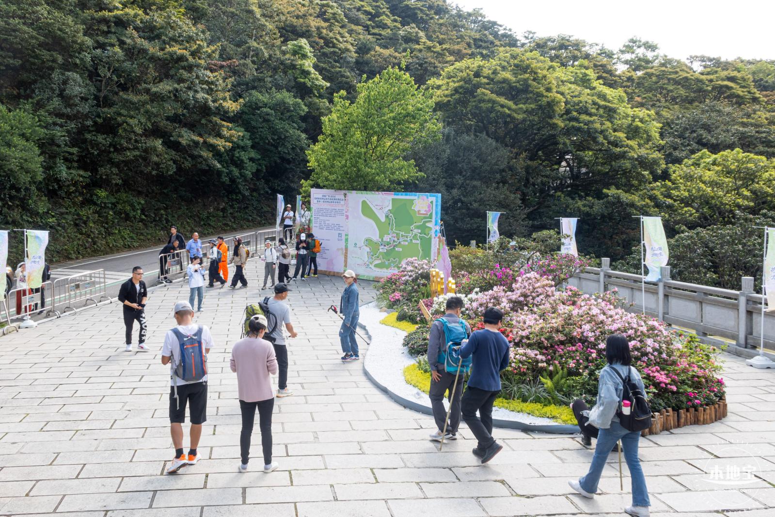 梧桐山毛棉杜鹃花会
