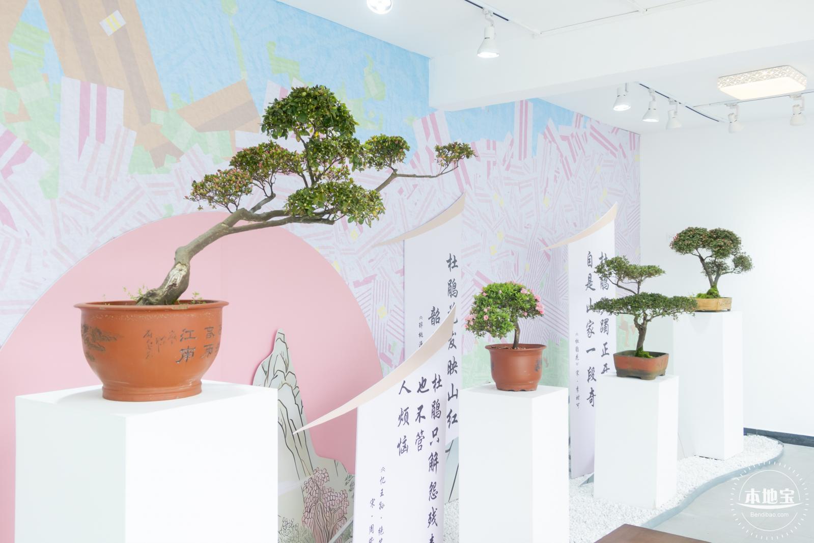 梧桐山毛棉杜鹃花会