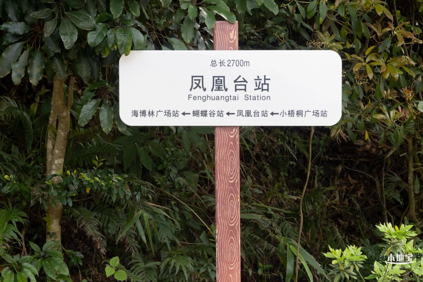 梧桐山毛棉杜鹃花会