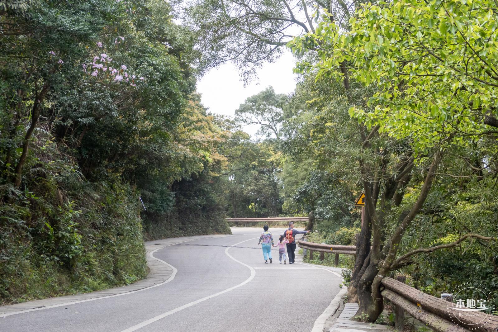 梧桐山毛棉杜鹃花会
