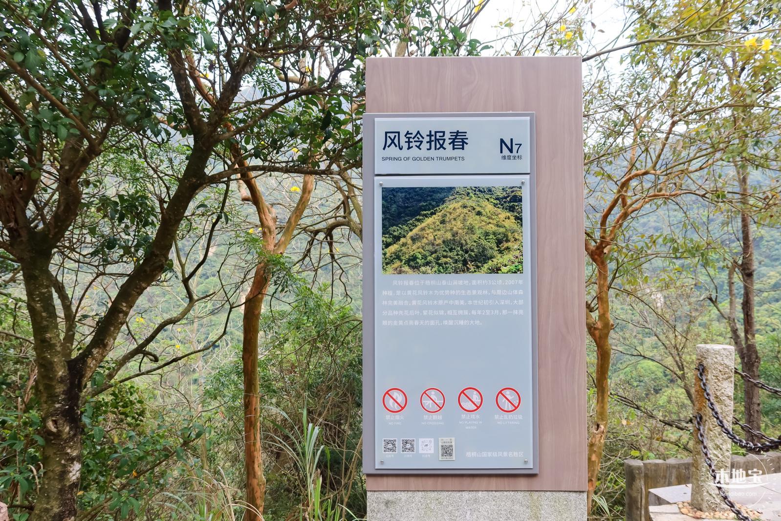 梧桐山毛棉杜鹃花会