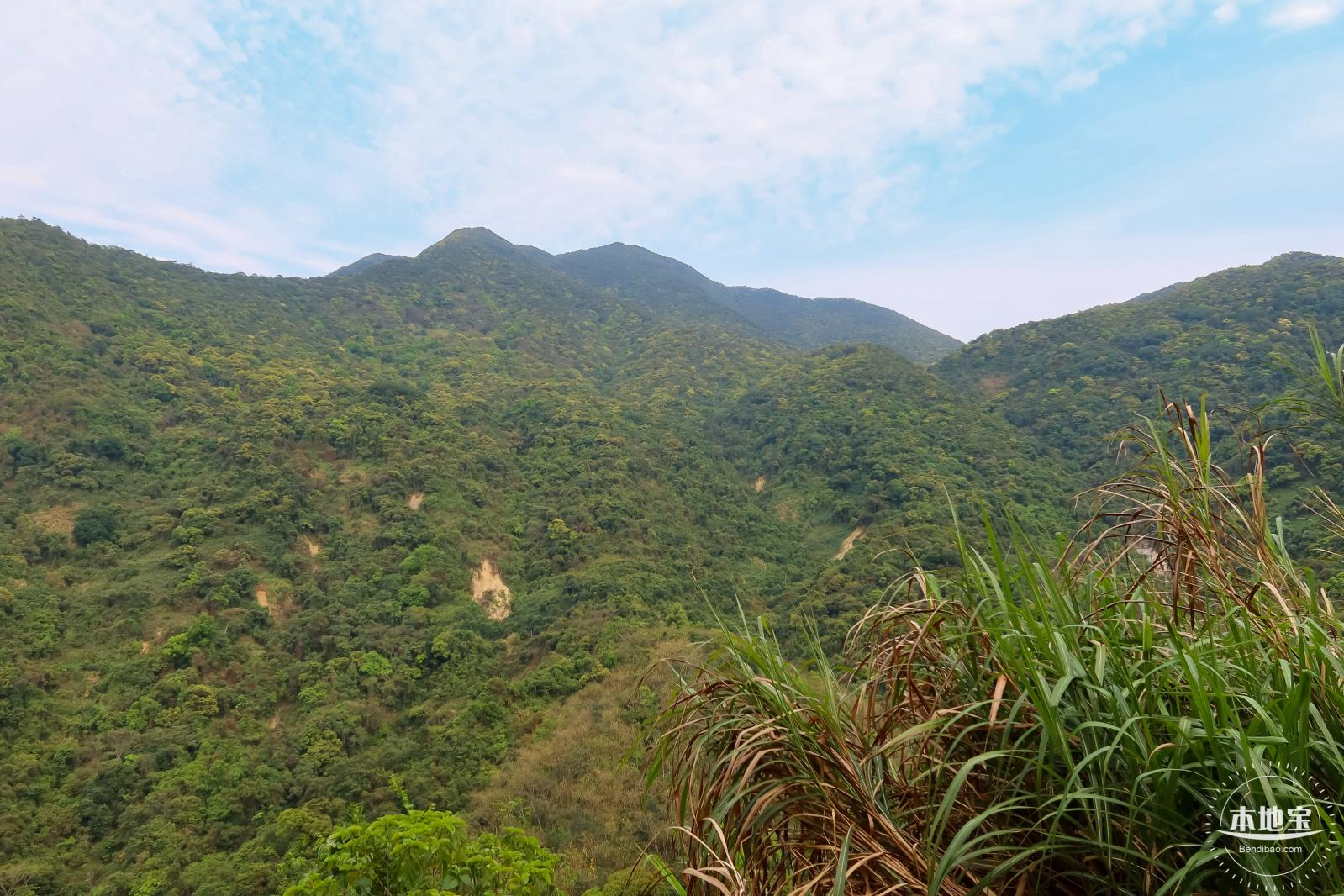 梧桐山毛棉杜鹃花会