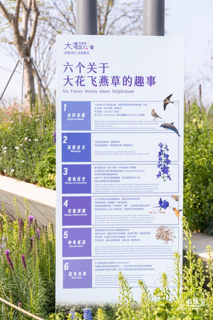 2024粤港澳大湾区花展