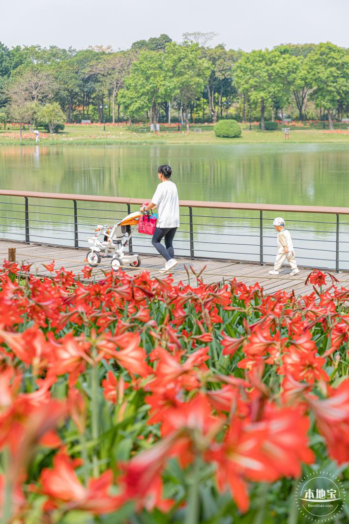 深圳中心公园朱顶红