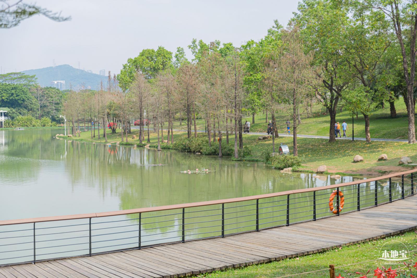 深圳中心公园朱顶红