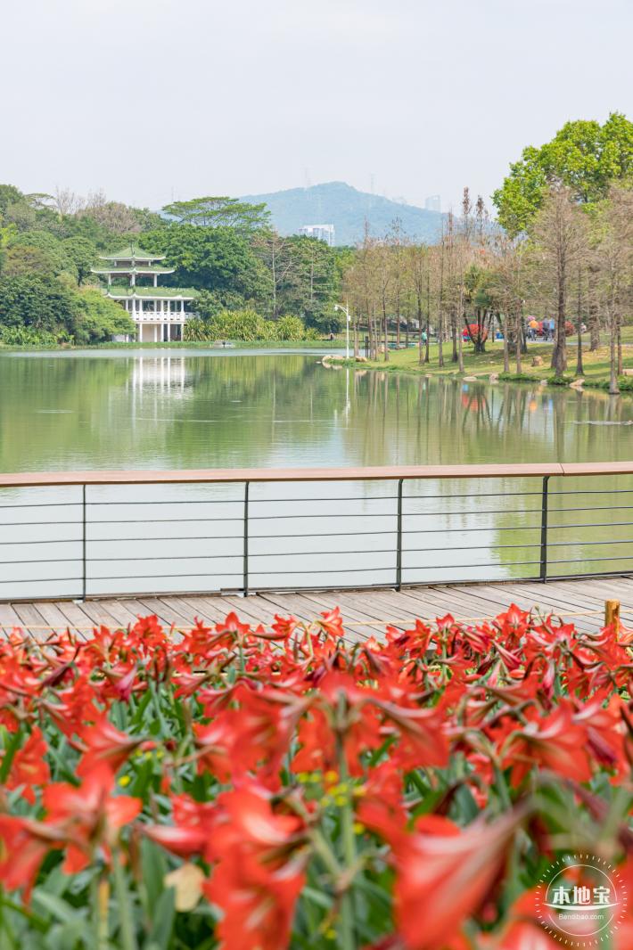 深圳中心公园朱顶红