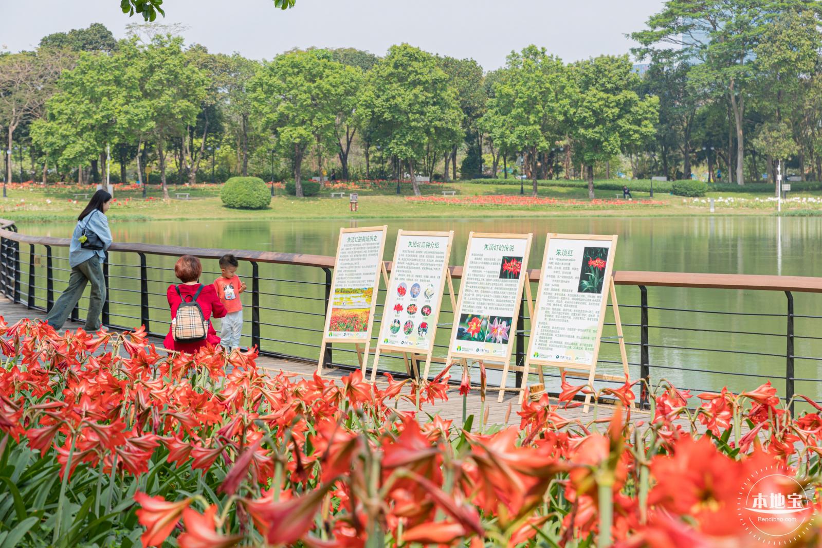 深圳中心公园朱顶红