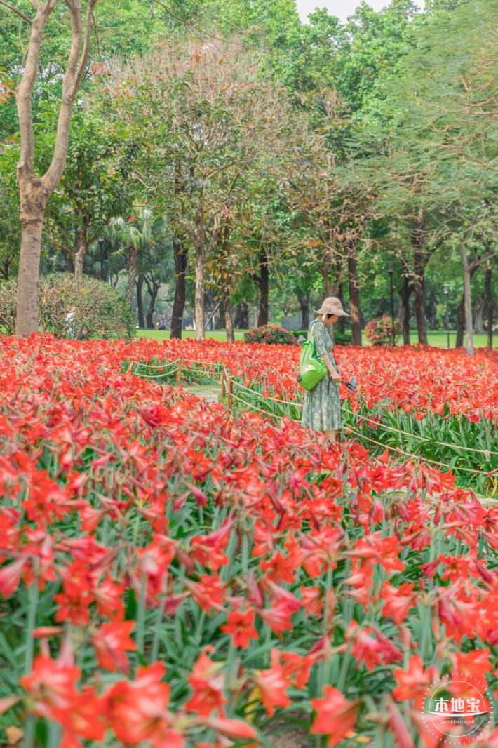 深圳中心公园朱顶红