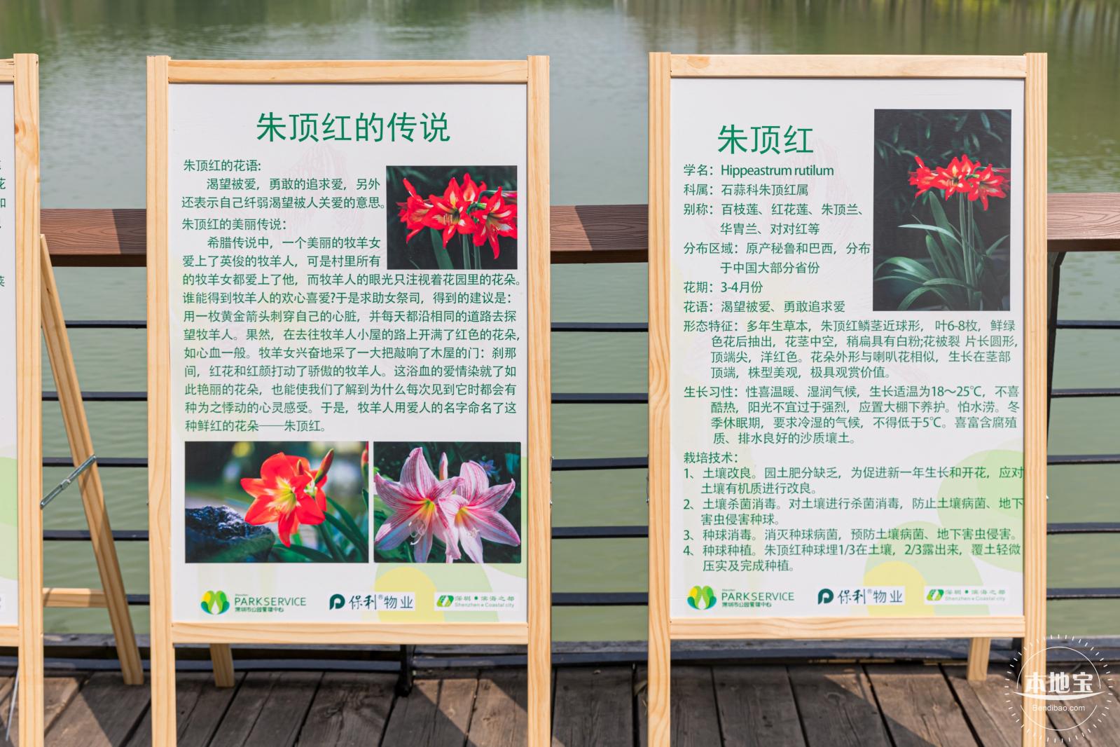深圳中心公园朱顶红