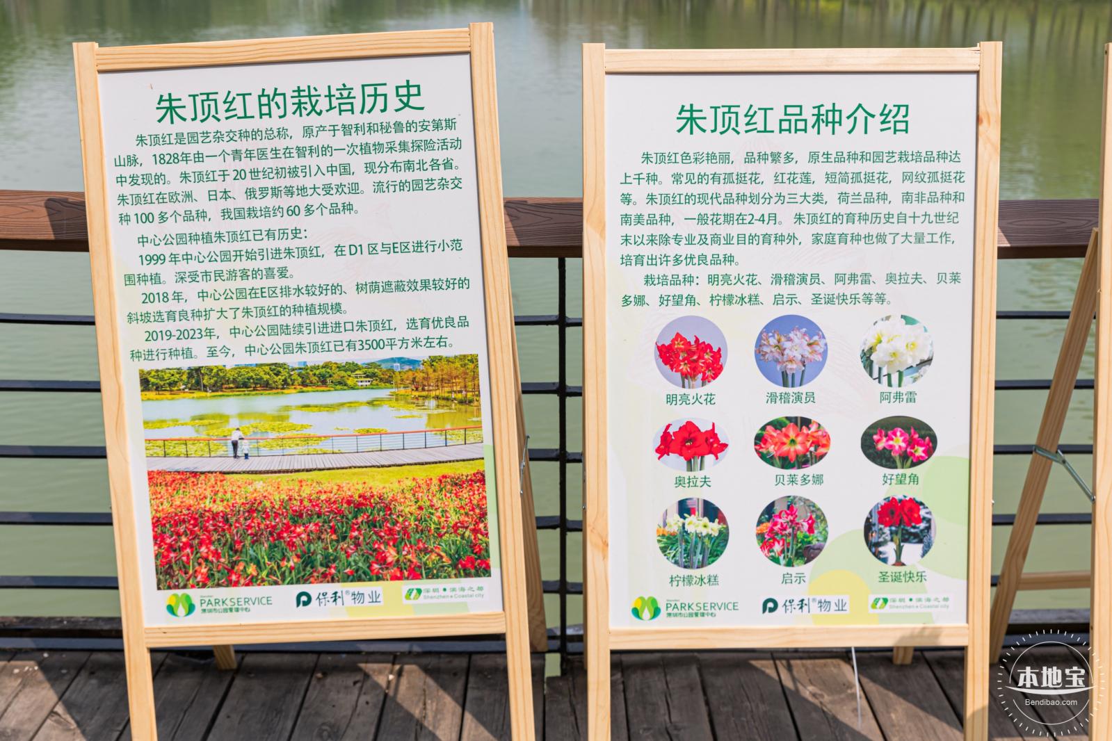 深圳中心公园朱顶红