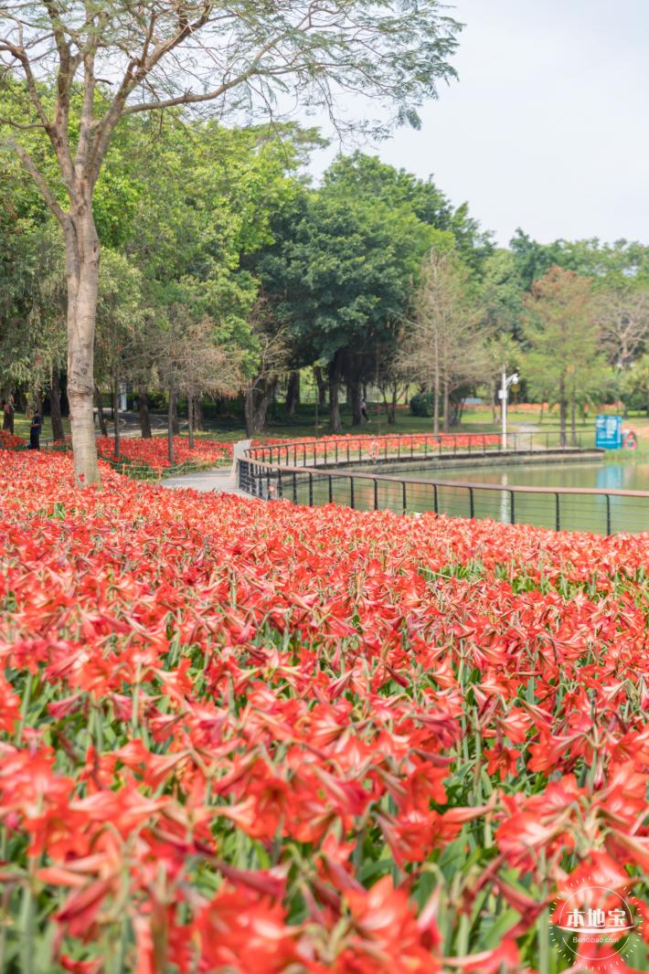 深圳中心公园朱顶红