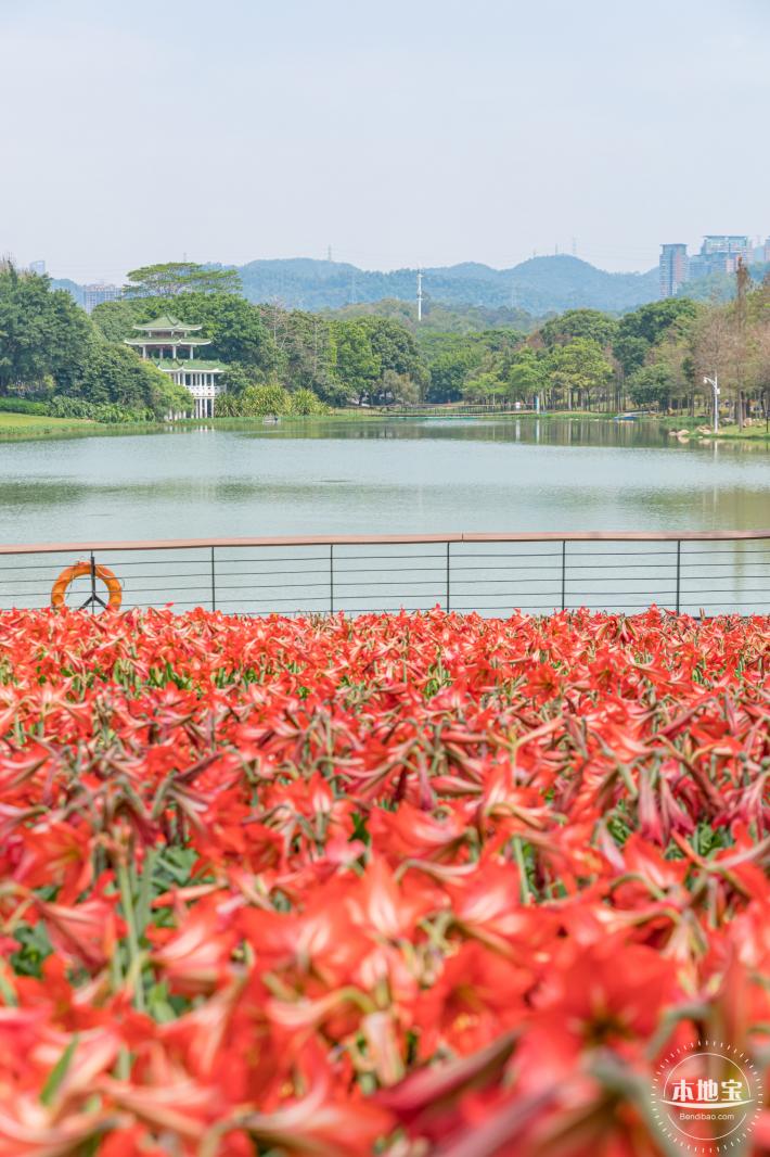 深圳中心公园朱顶红